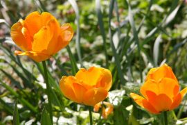 Klicken f�r Bild in voller Gr��e