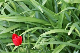 Klicken f�r Bild in voller Gr��e