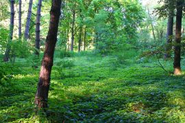 Klicken f�r Bild in voller Gr��e