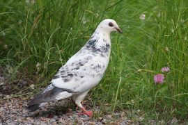 Klicken f�r Bild in voller Gr��e