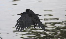 Klicken f�r Bild in voller Gr��e