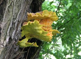 Klicken f�r Bild in voller Gr��e