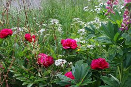 Klicken f�r Bild in voller Gr��e