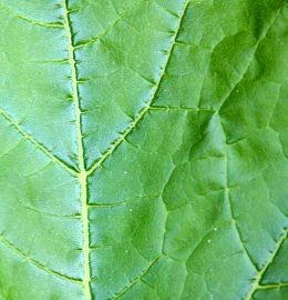 Klicken f�r Bild in voller Gr��e