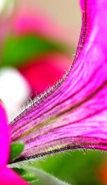 Klicken f�r Bild in voller Gr��e