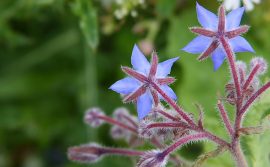 Klicken f�r Bild in voller Gr��e