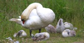 Klicken f�r Bild in voller Gr��e