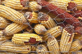 Klicken f�r Bild in voller Gr��e