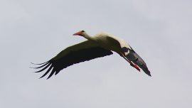 Klicken f�r Bild in voller Gr��e