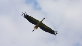 Klicken f�r Bild in voller Gr��e