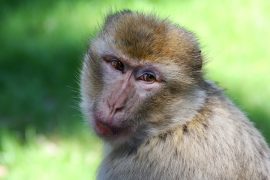 Klicken f�r Bild in voller Gr��e