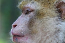 Klicken f�r Bild in voller Gr��e