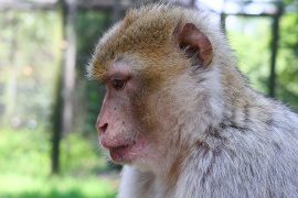 Klicken f�r Bild in voller Gr��e