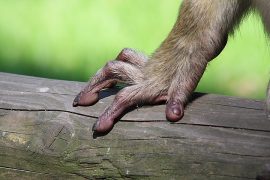 Klicken f�r Bild in voller Gr��e