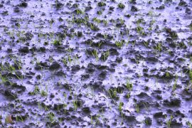 Klicken f�r Bild in voller Gr��e