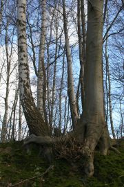 Klicken f�r Bild in voller Gr��e