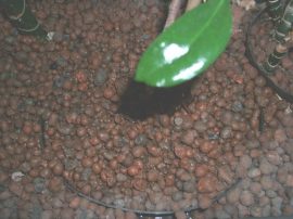 Klicken f�r Bild in voller Gr��e