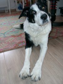 Klicken f�r Bild in voller Gr��e