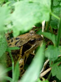 Klicken f�r Bild in voller Gr��e