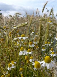 Klicken f�r Bild in voller Gr��e