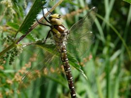 Klicken f�r Bild in voller Gr��e