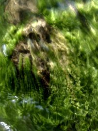 Klicken f�r Bild in voller Gr��e