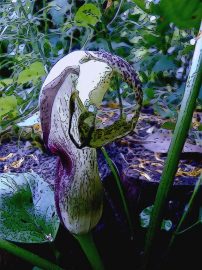 Klicken f�r Bild in voller Gr��e