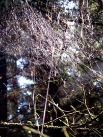 Klicken f�r Bild in voller Gr��e