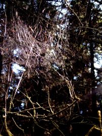 Klicken f�r Bild in voller Gr��e