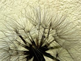 Klicken f�r Bild in voller Gr��e