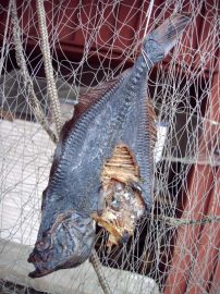 Klicken f�r Bild in voller Gr��e