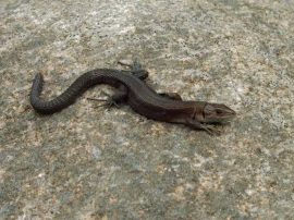 Klicken f�r Bild in voller Gr��e