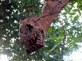 Klicken f�r Bild in voller Gr��e