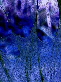 Klicken f�r Bild in voller Gr��e