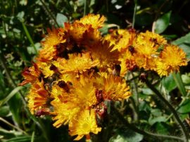 Klicken f�r Bild in voller Gr��e