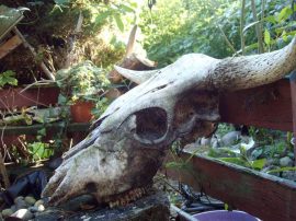 Klicken f�r Bild in voller Gr��e