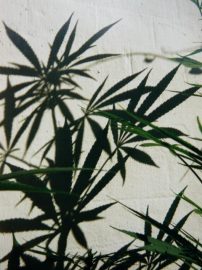 Klicken f�r Bild in voller Gr��e