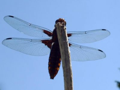 Klicken f�r Bild in voller Gr��e