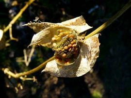 Klicken f�r Bild in voller Gr��e