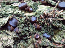 Klicken f�r Bild in voller Gr��e