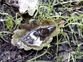 Klicken f�r Bild in voller Gr��e