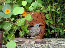 Klicken f�r Bild in voller Gr��e