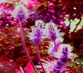 Klicken f�r Bild in voller Gr��e