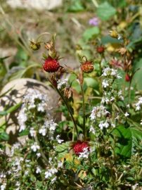 Klicken f�r Bild in voller Gr��e