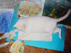 Klicken f�r Bild in voller Gr��e