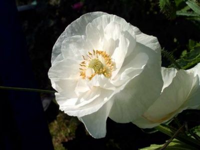 Klicken f�r Bild in voller Gr��e