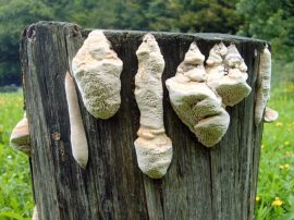 Klicken f�r Bild in voller Gr��e