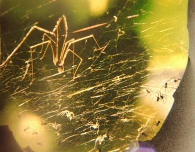 Klicken f�r Bild in voller Gr��e