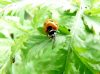 Ladybug.jpg