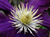 lila clematis.jpg